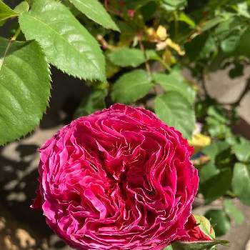 ゆうぜん♥️の画像 by ひでさん | 小さな庭と薔薇に魅せられてと花のある暮らしとゆうぜん♥️とおうち園芸