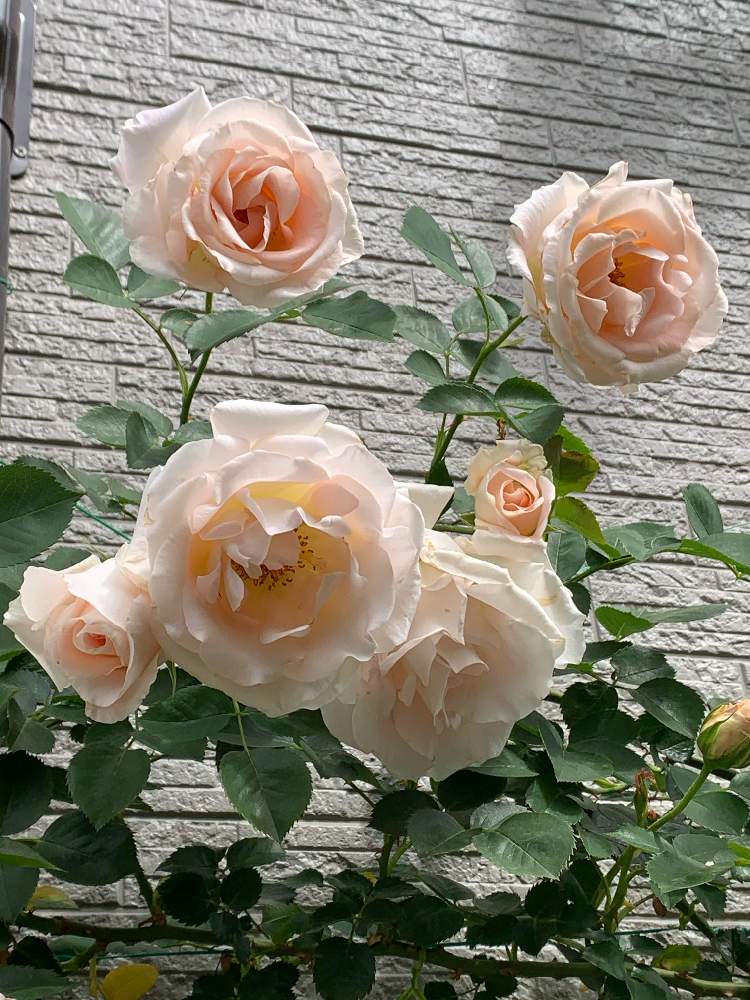 ロココの投稿画像 By Ba Baraさん 鉢植えとつるバラと壁面 と満開のバラ 21月4月22日 Greensnap グリーンスナップ