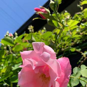 バラ　スパニッシュ　ビューティーの画像 by ミミンさん | 広い庭とバラ　スパニッシュ　ビューティーとバラの地植えと青い空と富士山麓と花色が可愛いと猫と暮らす