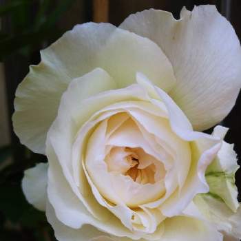 薔薇ボレロの画像 by パンジーさん | エントランスと薔薇ボレロとお花を楽しむとお庭のお花と薔薇 バラ ばらとおうち園芸と鉢植えとガーデニングとボレロ♥️とばらに魅せられて
