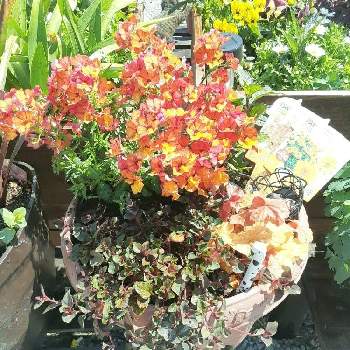 ヒューケラ キャラメル 販売