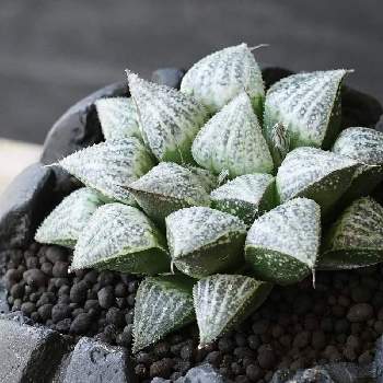 ハオルチア 氷の世界の投稿画像一覧 Greensnap グリーンスナップ