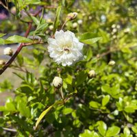 モッコウバラ,花壇,ガーデニング,庭木,山野草の画像