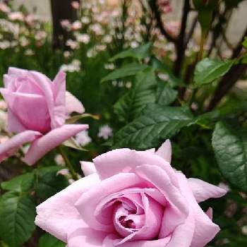 ルシエルブルー❤の画像 by さくらさん | 小さな庭とルシエルブルー❤とお花を楽しむとばら バラ 薔薇と癒しとおうち園芸といい香りと可愛いと花のある暮らしとロザリアンとバラを楽しむ