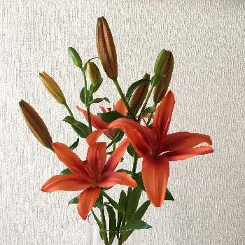 Laユリの投稿画像一覧 Greensnap グリーンスナップ