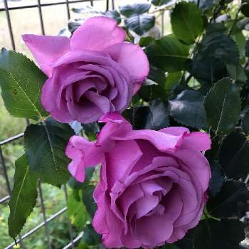 ベルサイユのバラ♪の画像 by anneさん | 小さな庭とばら バラ 薔薇とおうち園芸とバラ 鉢植えとフェルゼン伯爵と2021 GSでバラ園とバラが好きとベルサイユのバラ♪とバラを楽しむ