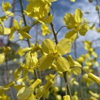 菜の花,芽キャベツ,花壇,ガーデニング,野菜の花の画像