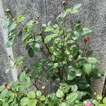 シュラブの投稿画像一覧 Greensnap グリーンスナップ