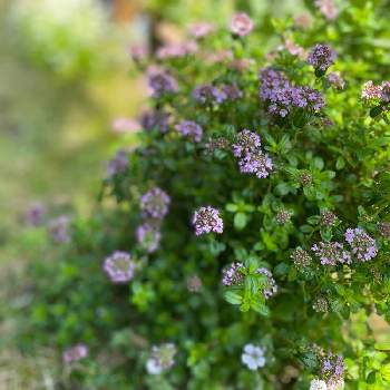 タイムの花の投稿画像一覧 Greensnap グリーンスナップ