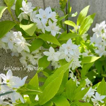 ヒメウツギ ライムシャンデリアの投稿画像一覧 Greensnap グリーンスナップ ヒメウツギ ライムシャンデリアの投稿画像一覧 Greensnap グリーンスナップ