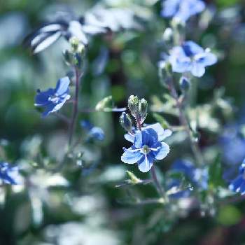 斑入りベロニカの投稿画像一覧 Greensnap グリーンスナップ