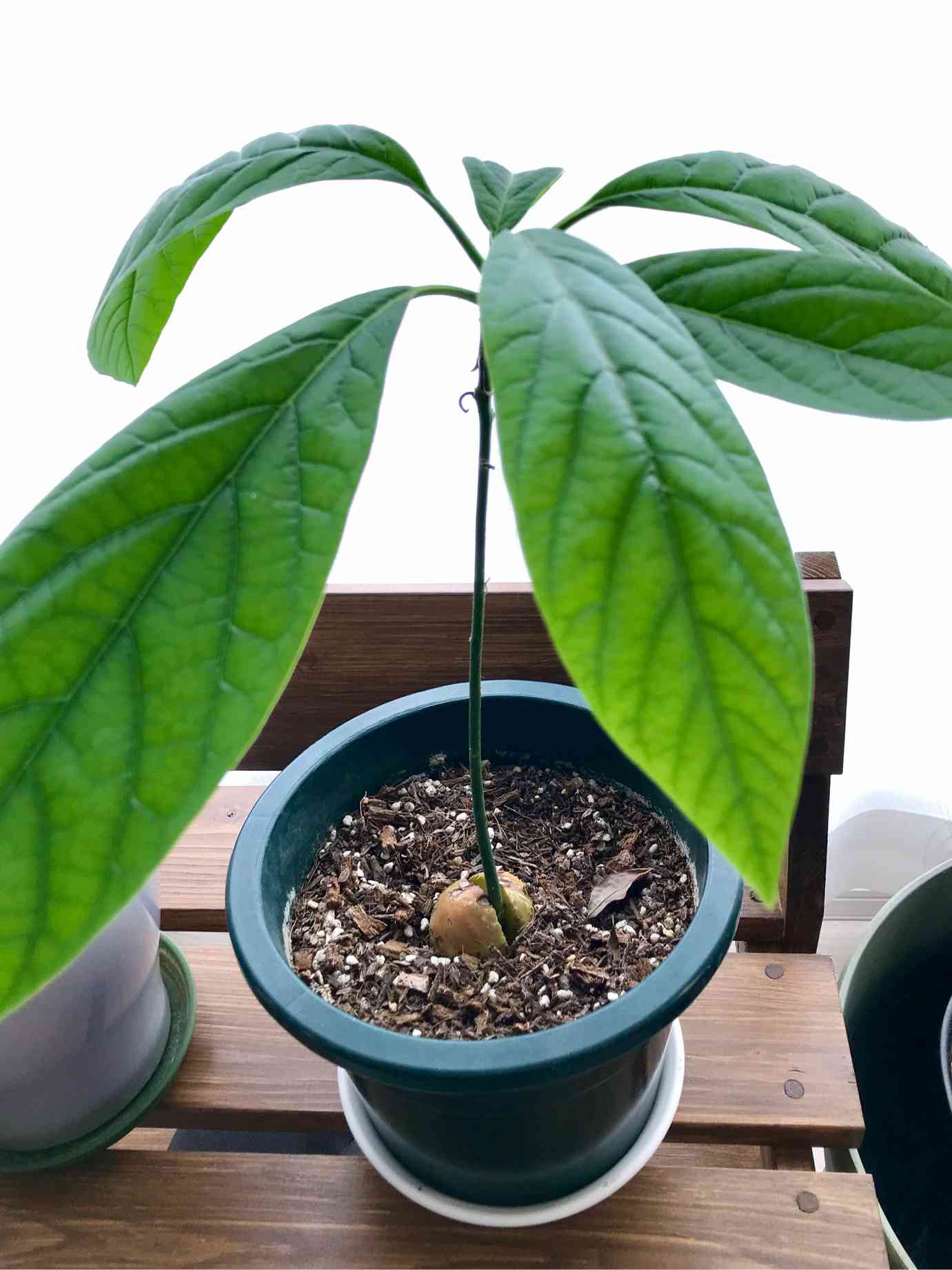 当社の アボカド🥑種から成長記録2021〜｜🍀GreenSnap（グリーンスナップ） 果樹