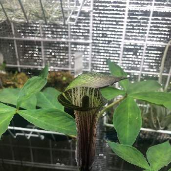 イモの投稿画像一覧 Greensnap グリーンスナップ