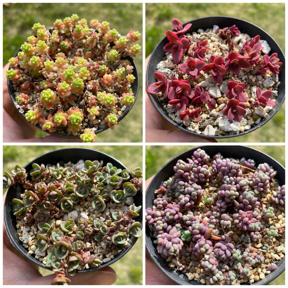 パープルヘイズの投稿画像 By かぢゅさん オカタイトゴメとライムジンガーとセダム ワイルドファイヤーと素敵な方からお迎えとゾンビ多肉と子だくさんと神奈川タニラーと放置多肉と雨ざらしとおうち園芸と多肉沼にどっぷり浸かり中と多肉女子と初心者タニラーと僕を忘れ