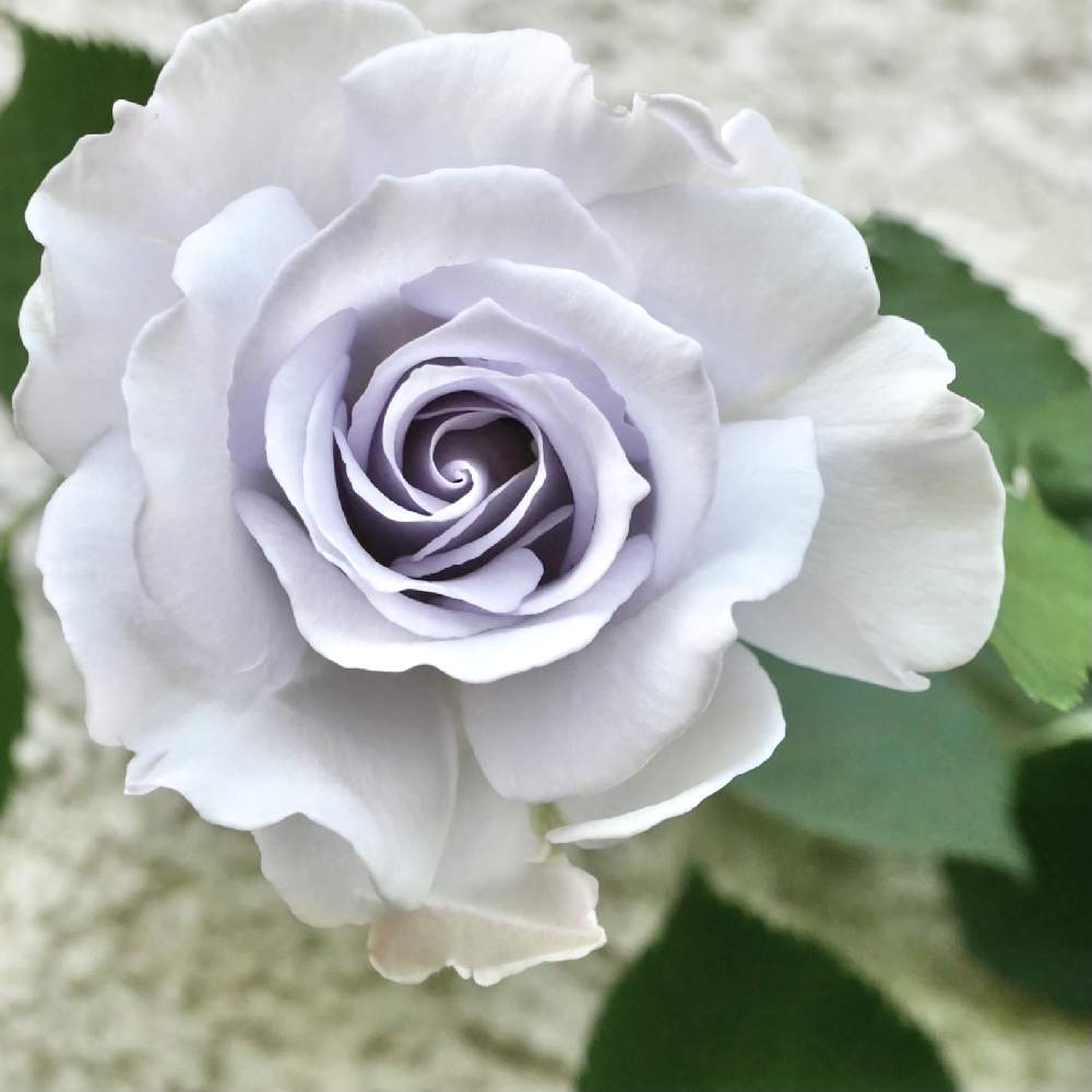 バラの投稿画像 By Kiraraさん バラ ブルーインパルスと薔薇 ブルーインパルスとばら バラ 薔薇と薔薇愛同盟と薔薇に魅せられてとシックな色合いと 薔薇 と青バラと良い香りとガーデニング 21月4月22日 Greensnap グリーンスナップ