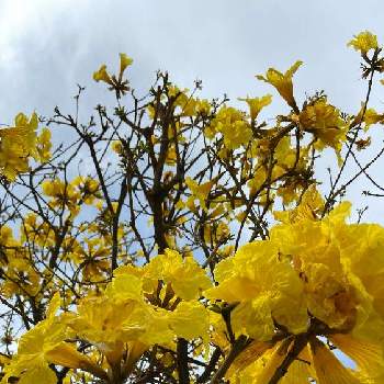 イペーの投稿画像一覧 Greensnap グリーンスナップ