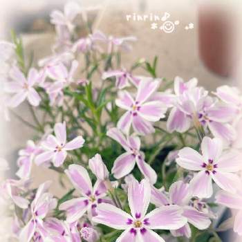 シバザクラ キャンディストライプの画像 by rinrin♪さん | シバザクラと芝桜とシバザクラ キャンディストライプとかわちいと今日のお花