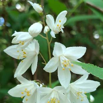 ウツギ 卯の花 の投稿画像一覧 Greensnap グリーンスナップ