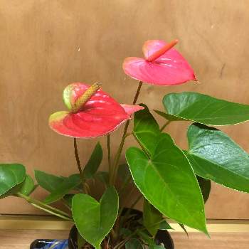 アンスリューム ピンク色 の投稿画像一覧 Greensnap グリーンスナップ