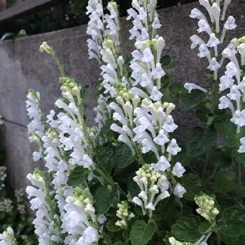 タツナミソウ 白の投稿画像一覧 Greensnap グリーンスナップ