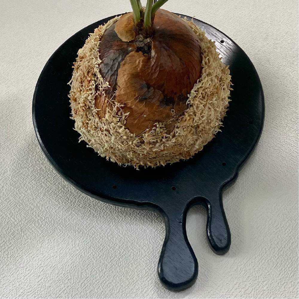 どん様 リクエスト 7点 まとめ商品　着生材　着生板　ビカクシダ 楽天市場】着生 板の通販 どん様 リクエスト 7点 まとめ商品 着生