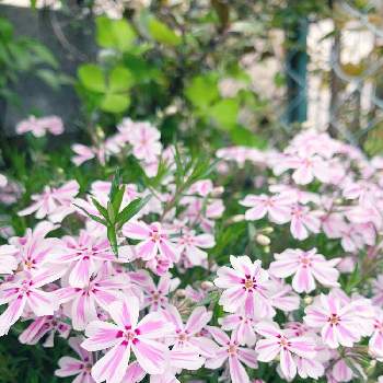 シバザクラ キャンディストライプの画像 by buchiさん | 小さな庭とシバザクラと芝桜とシバザクラ キャンディストライプとシバザクラ 多摩の流れと春のお花とお花を楽しむとピンクの花とかわいい♡とGS映えと春の庭といい感じ♪♪とGS日和と今日の一枚と緑のある暮らしと今日のお花と今日のお庭と花のある暮らしとかわいいな♡