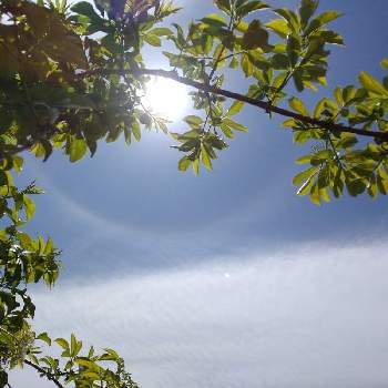 エルダーフラワー,ハロ　日暈の画像
