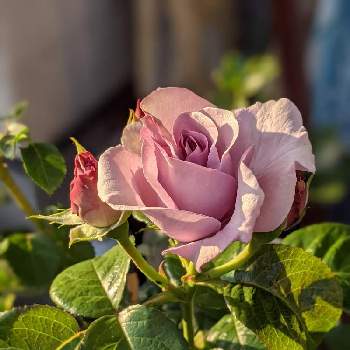 薔薇ブルーバユーの画像 by 花とトマトさん | 玄関と薔薇ブルーバユーとキレイ☆とまだまだ咲くよ♪と大きくな〜れ！とばらさんと爽やかと鉢植えと好きなんですとガーデニングとGSアダルトチームとかわいい❤