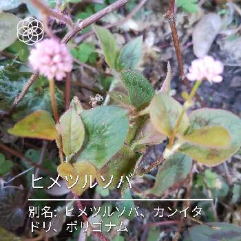 春の草花の投稿画像一覧 Greensnap グリーンスナップ