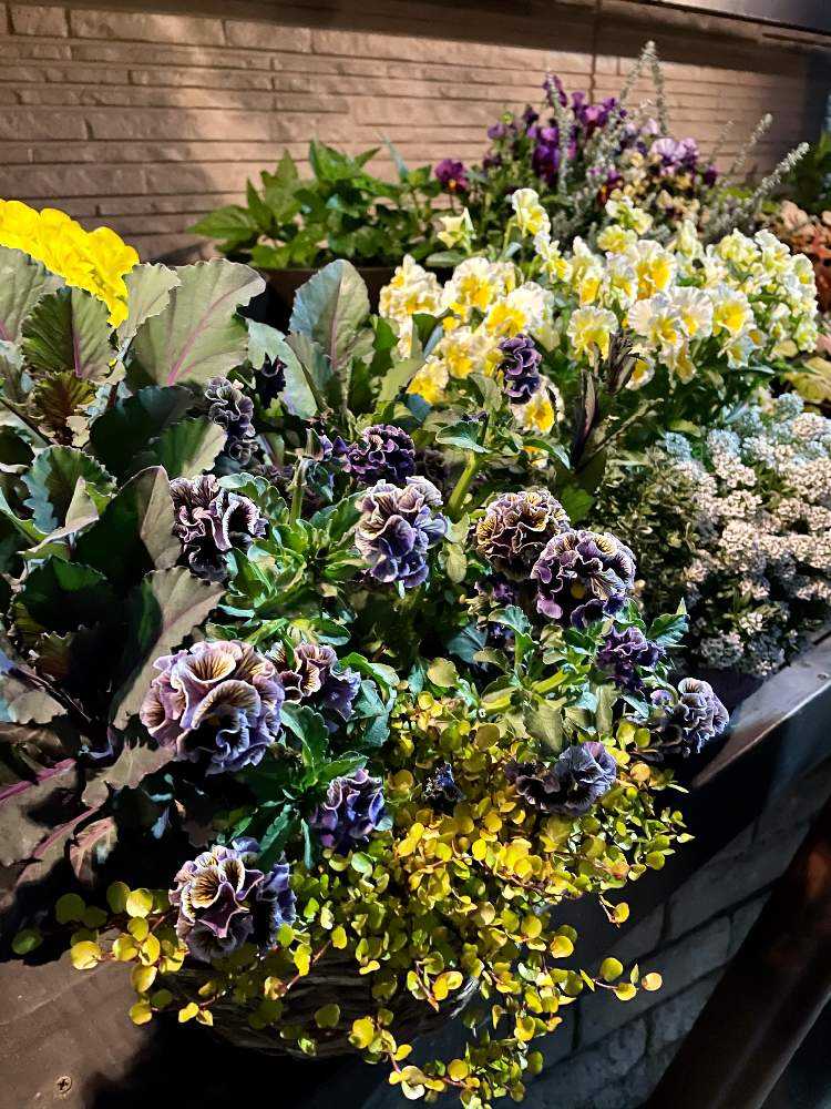 ハボタンの投稿画像 By Jayhawkerさん ワイヤープランツと葉牡丹とスーパーアリッサムとパンジー ドラキュラとビオラエッグタルトとサトウ園芸 21月4月22日 Greensnap グリーンスナップ