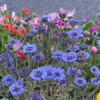 フェリシア 花 育て方