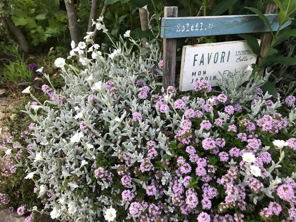 たねからの幸せの投稿画像 By はっしーさん セラスチウム シルバーカーペットとクリーピングタイム と種からとナチュラルガーデンとおうち園芸とガーデニングと花のある暮らし 21月4月22日 Greensnap グリーンスナップ