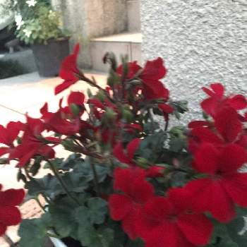 ゼラニウム カリエンテの投稿画像一覧 Greensnap グリーンスナップ