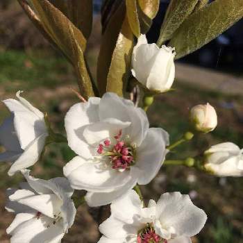 梨の花の投稿画像一覧 Greensnap グリーンスナップ