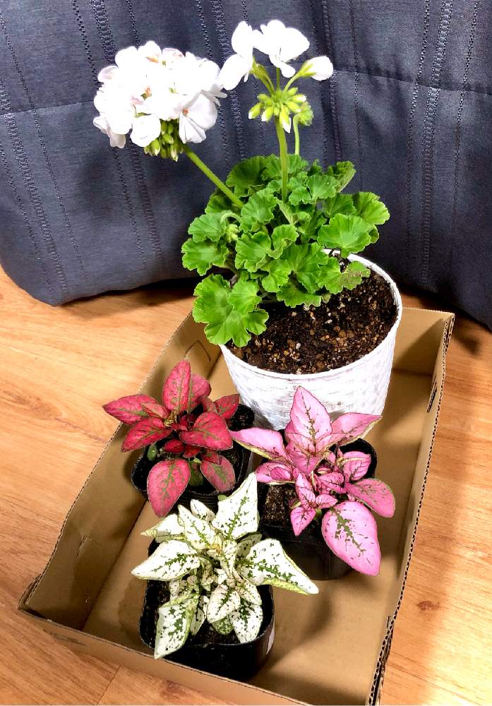 ゼラニウムの投稿画像 By Sateuさん ヒポエステスと観葉植物と ゼラニウムとガーデニングと花のある暮らしとかわいいとヒポエステス属 21月4月22日 Greensnap グリーンスナップ