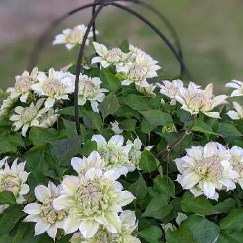 恭子さん家のクレマチスの投稿画像一覧 Greensnap グリーンスナップ