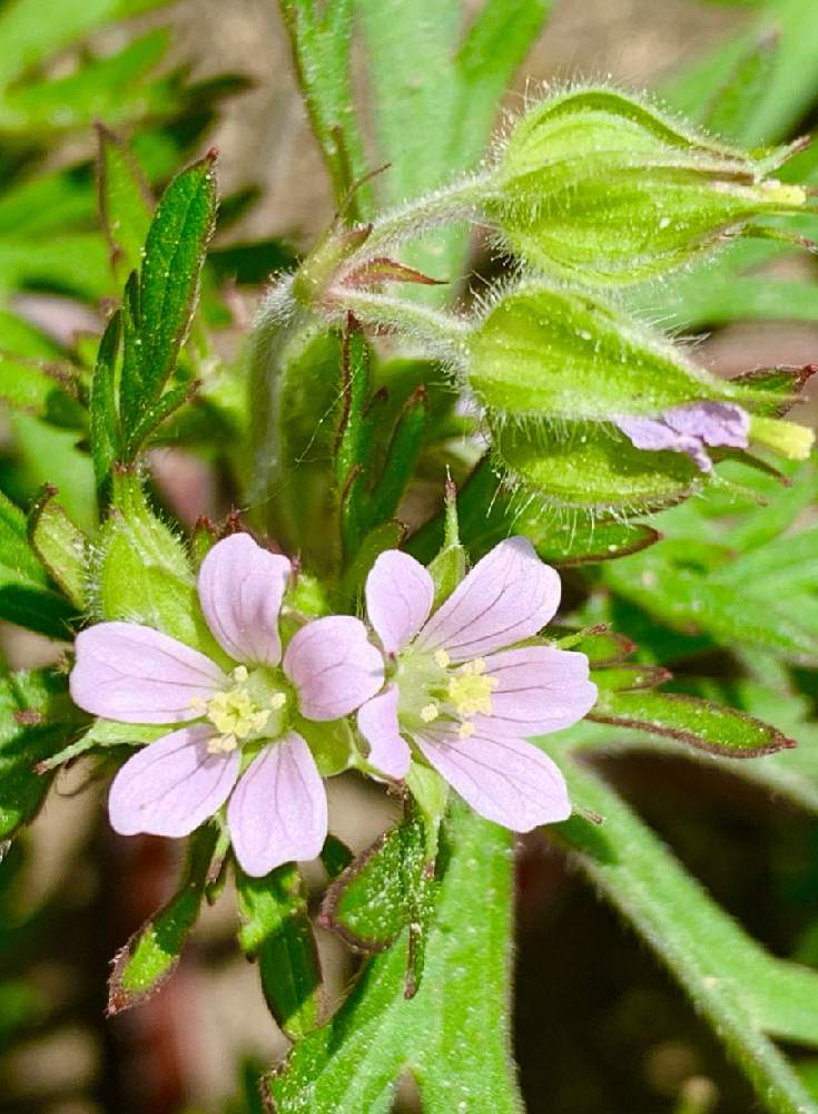 フウロソウ科フウロソウ属の投稿画像 By Ejyoさん ピンク色の花と花のある暮らしとお散歩とフウロソウ科とアメリカフウロとフウロソウ科フウロソウ 属とピンク色の花と花のある暮らしとお散歩とフウロソウ科 21月4月22日 Greensnap グリーンスナップ