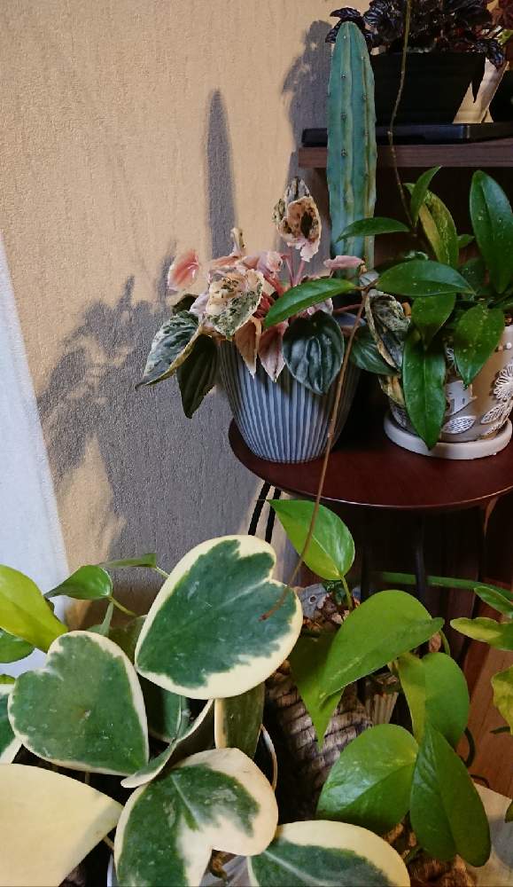 ホヤ カーリーの投稿画像 By Kaoさん ポトスライムと柱サボテンとペペロミア ニューピンクレディとホヤ プビカリクス シルバーピンクと斑入り好きと多肉植物と観葉植物とグリーンのある暮らしと癒しと多肉のある暮らしと癒しgreenとおうち園芸と元気に育ってと肉厚な葉