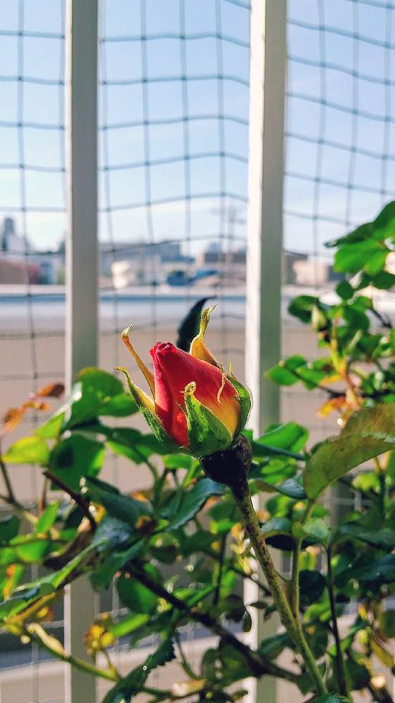 バラの投稿画像 By わじゃさん プレイボーイとバルコニー ベランダ 21月4月22日 Greensnap グリーンスナップ Greensnap グリーンスナップ