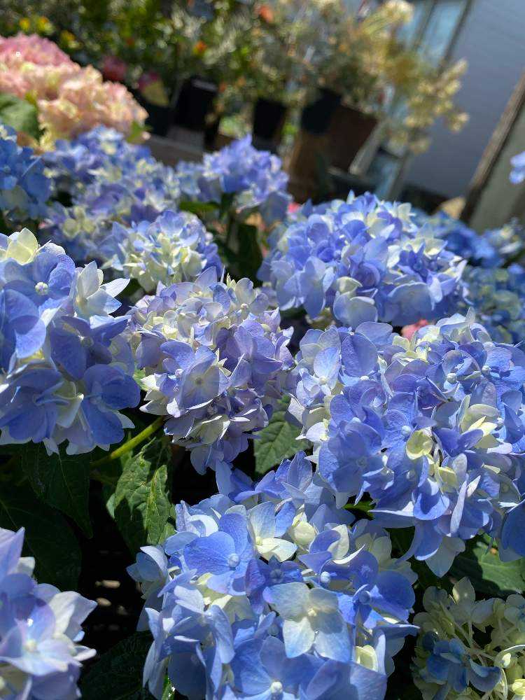2021年 店頭に並んだ紫陽花の記録 ➀（※ 6月いっぱいまで随時