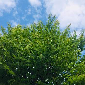 カツラの木の投稿画像一覧 Greensnap グリーンスナップ