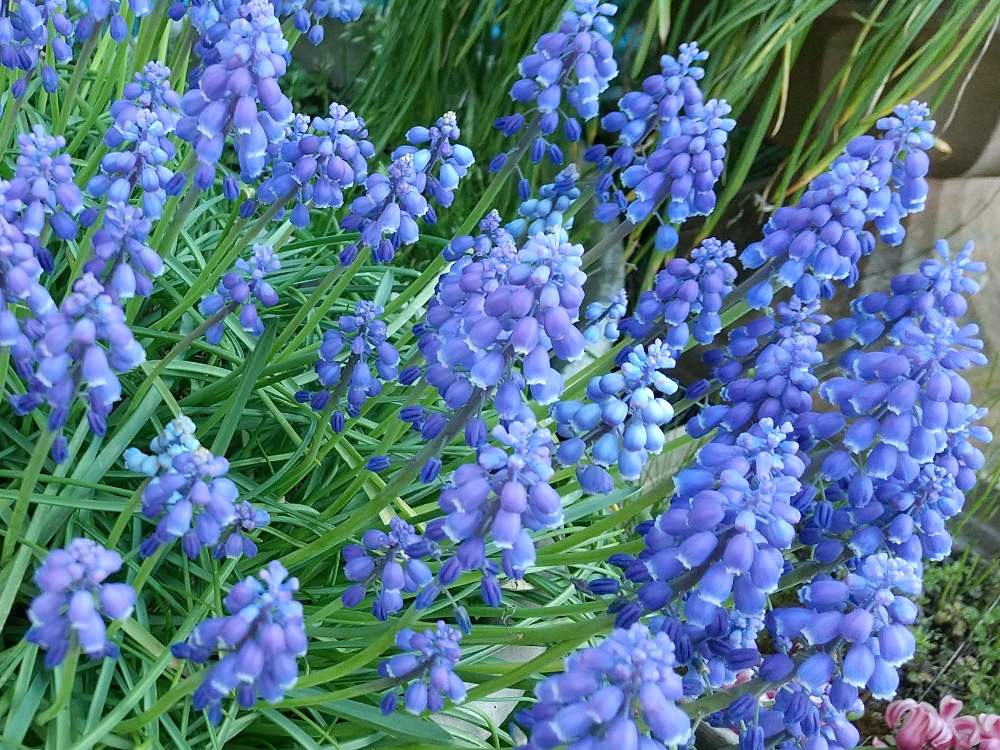 ムスカリの投稿画像 By コユキさん 春の球根植物と青い花と鉢花と私の 花と花のある暮らし 21月4月23日 Greensnap グリーンスナップ