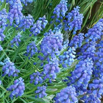 春の球根植物の投稿画像一覧 Greensnap グリーンスナップ