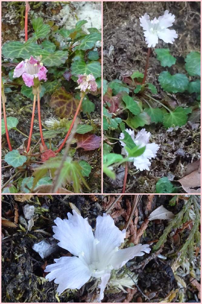 イワウチワの投稿画像 By なるさん 日本固有種と野草 雑草だって可愛いと山野草と野に咲く花が好きと優しさと山歩きと自生と日本固有 種と野草 雑草だって可愛いと山野草と野に咲く花が好きと優しさと山歩きと自生 21月4月23日 Greensnap グリーンスナップ