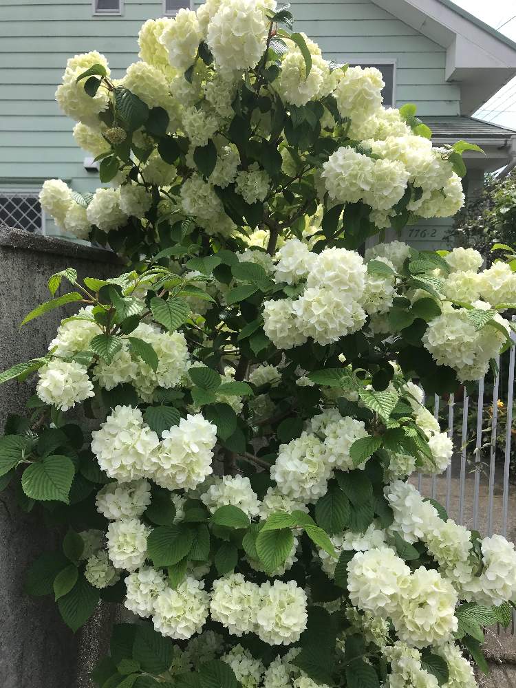 オオテマリの投稿画像 By しんちゃんさん 21月4月23日 Greensnap グリーンスナップ Greensnap グリーンスナップ