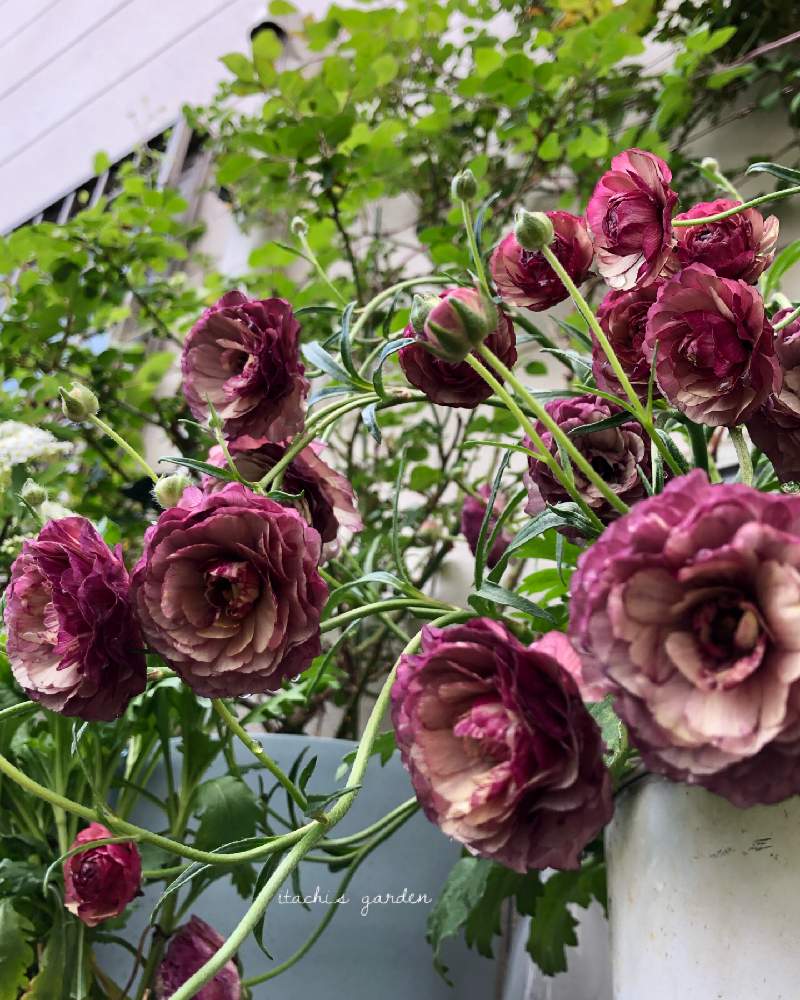 趣味がお仕事にの投稿画像 By Itachiさん ラナンキュラス ラックス アイオリアと植物のある暮らしとお花大好き とガーデニング大好き と癒しと植物大好きと植えっぱなしと可愛いと花のある暮らし 21月4月23日 Greensnap グリーンスナップ