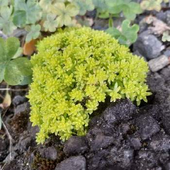 Jozpictsi2hw5 ベストコレクション セダム ゴールデンカーペット 地植え セダム ゴールデンカーペット 地植え