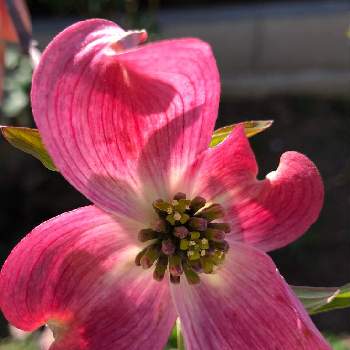 ハナミズキ（花水木）の画像 by nonさん | 小さな庭とハナミズキ（花水木）とピンクのお花と春の訪れ