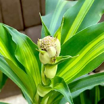 幸福の木の投稿画像一覧 Greensnap グリーンスナップ