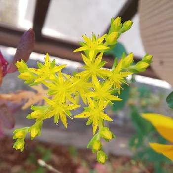 星形の画像 by makimimaさん | 小さな庭とセダム属と星形と可愛い花と黄色い花と小さい花とセダム類の花